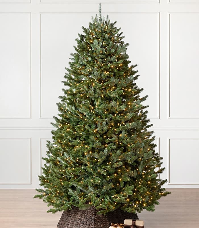 Fraser fir trees.jpeg